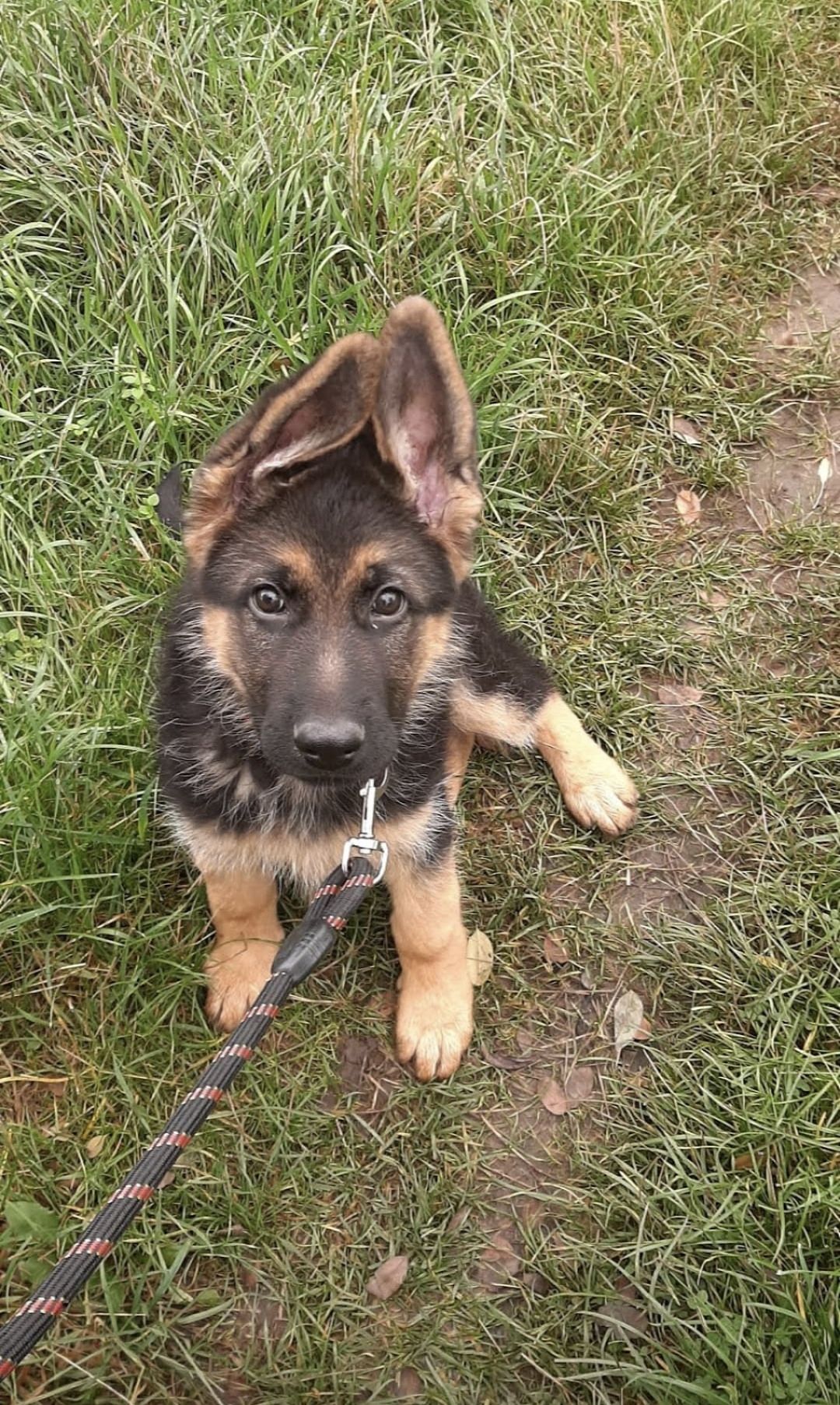 Grooming & Pet Sitting pentru blănoși🐶